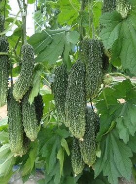 爱乐苦瓜种子  墨玉苦瓜种子 黑绿色苦瓜 特色白苦瓜种子