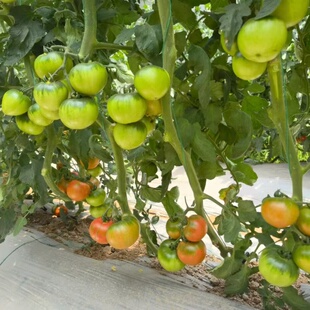 梅香草莓番茄种子 番茄味浓郁偏甜口的草莓番茄品种种子