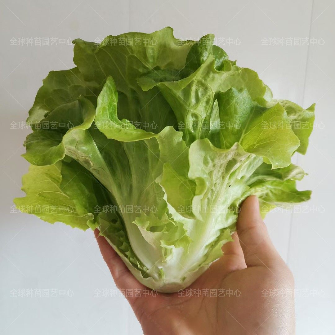 意大利生菜种子 半直立生菜种子  沙拉散叶生菜种子,农用物资,蔬菜种子/种苗,淘宝优惠券,粉丝福利购,淘宝优惠卷