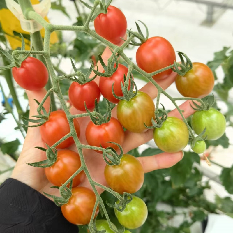 高糖粉红果串收樱桃番茄种子
