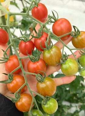 2247樱桃番茄种子红果樱桃番茄种子2255粉果番茄2280串收番茄