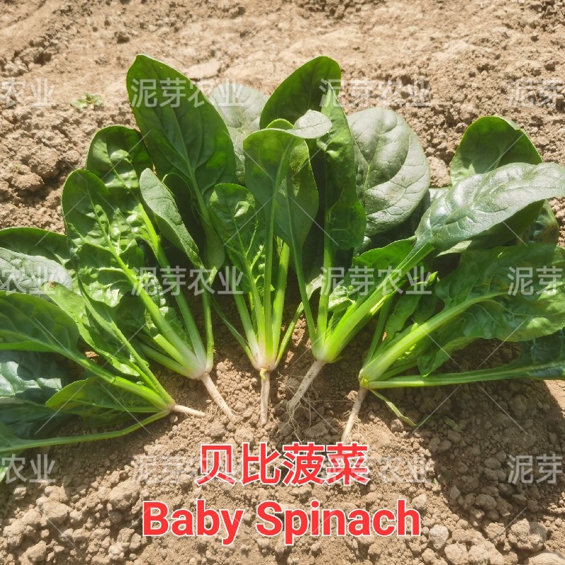 沙拉菠菜种子水培小菠菜