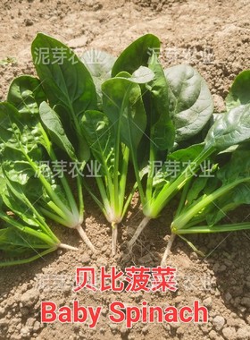 贝比菠菜 Baby Spinach 沙拉菠菜种子水培小菠菜种子沙拉用菠菜
