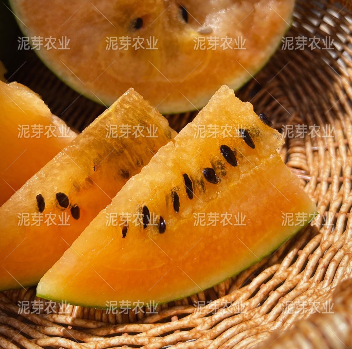 全球壹号西瓜种子橙色果肉糖度高