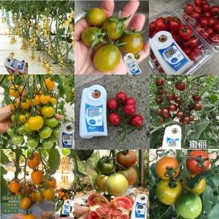 番茄种子合集樱桃青甜白妃黄芒果番茄种子高糖抗病易栽培皮薄多汁