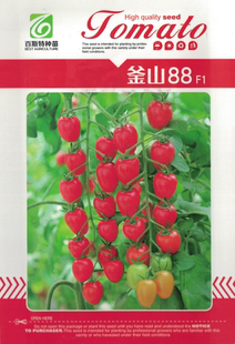 釜山88番茄种子88小柿子种子釜山玲珑小柿子种子厂家授权经销