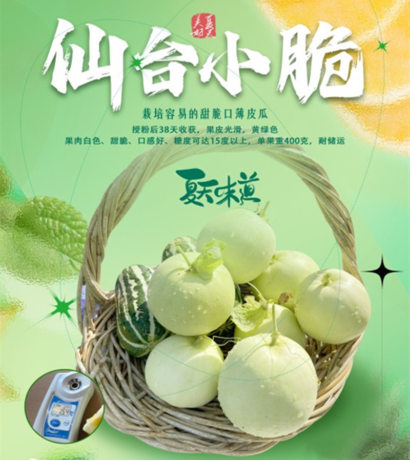 仙台小脆甜瓜种子薄皮甜脆香瓜
