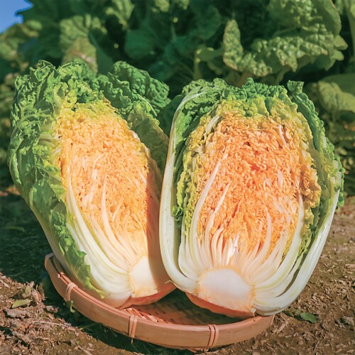 迷你小白菜娃娃菜种子结球能力好