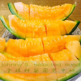 日本橘肉网纹甜瓜种子 日本原装网纹瓜种 静冈蜜瓜种子夕蜜瓜种子