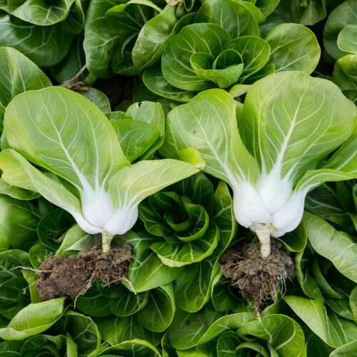 白宝一号矮脚奶白菜白梗青菜