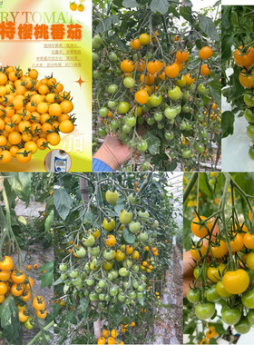 夏洛特樱桃番茄种子黄果樱桃番茄抗TY有香味的黄樱桃番茄