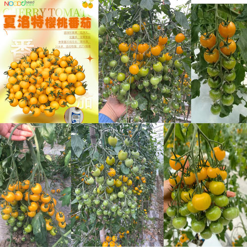 原装正品夏洛特黄果番茄种子