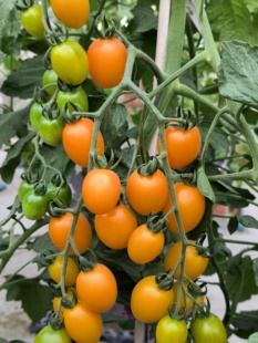 黄芒果番茄种子 樱桃番茄种子橙黄色椭圆形品种甜脆爽口有果香味