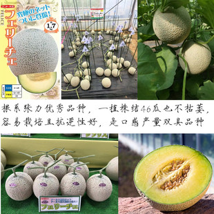 日本翡翠中粗网纹甜瓜种子绿肉网纹蜜瓜种子栽培容易可留双果