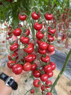 包邮粉鑫粉红樱桃番茄种子爆汁鲜甜果实亮度好鲜味足汁水多抗TY