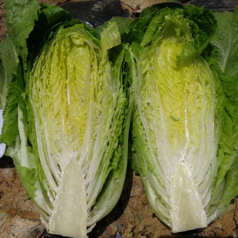 直立类型罗马生菜种子 奥罗生菜  星罗  优罗直立类型生菜种子