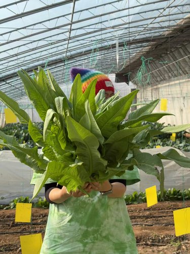 皇家油麦菜种子小叶菜种子