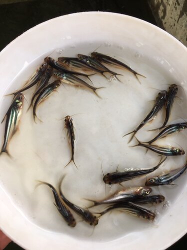 南光水产出售优质巴沙鱼苗 淡水高产量巴沙鱼基地 生长快抗病力强