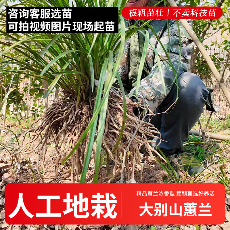 一物一拍精品大别山蕙兰浓香型兰草花壮苗粗杆带花剑现场挑地栽苗