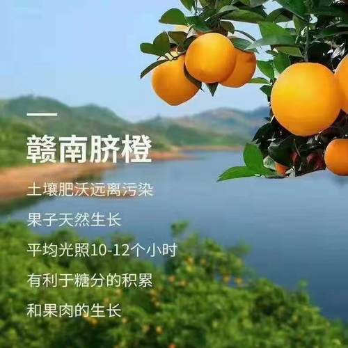 华农一科正宗赣南信丰脐橙标准果