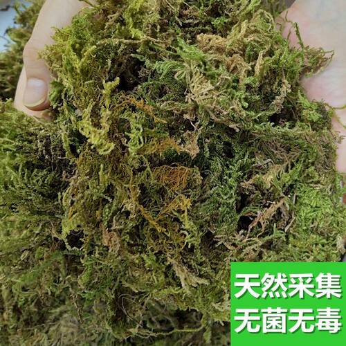 水苔养兰花价格 水苔养兰花图片 星期三