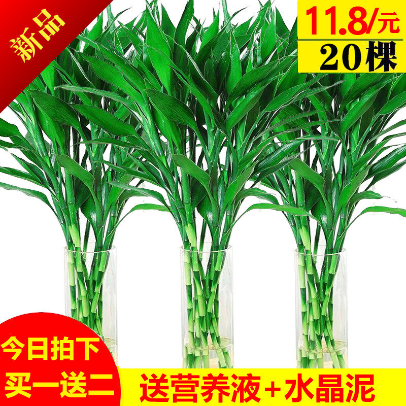 开运竹包邮 图片 价格 多少钱 什么值得买