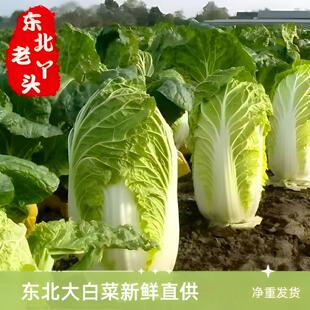 东北农家新鲜霜打大白菜包心菜腌酸菜辣白菜产地现摘现发散装包邮