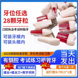 厂家直销根管牙开髓牙教学模型口腔材料齿科耗材根离体牙考试练习