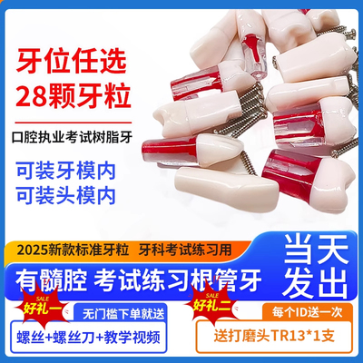 厂家直销根管牙开髓牙教学模型口腔材料齿科耗材根离体牙考试练习