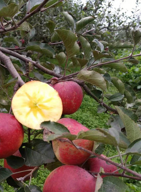 云南昭通25年新鲜当季冰糖心丑苹果脆甜多汁5斤/10斤整箱（红富士