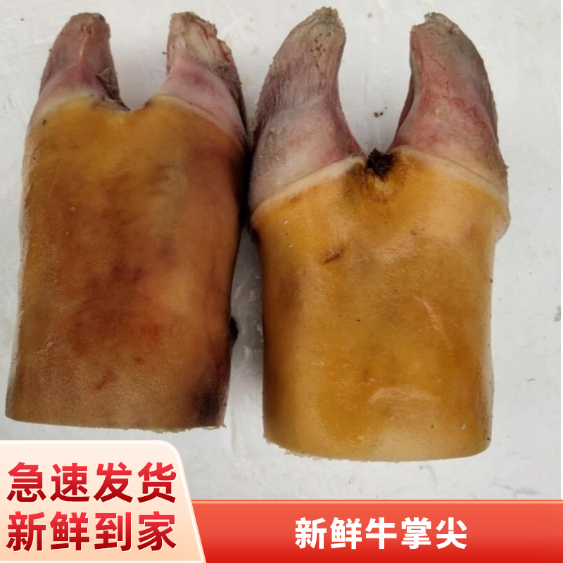 5斤新鲜牛掌整只原切牛脚掌牛蹄尖带牛蹄筋火烧去毛牛蹄掌牛爪子