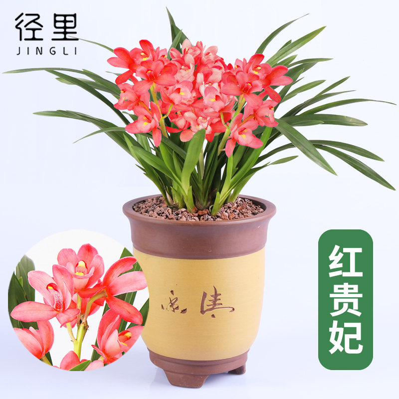 兰花红贵妃浓香兰花苗室内花卉图片