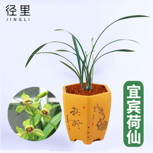 宜宾荷仙水仙瓣飘逸素花盆栽兰花