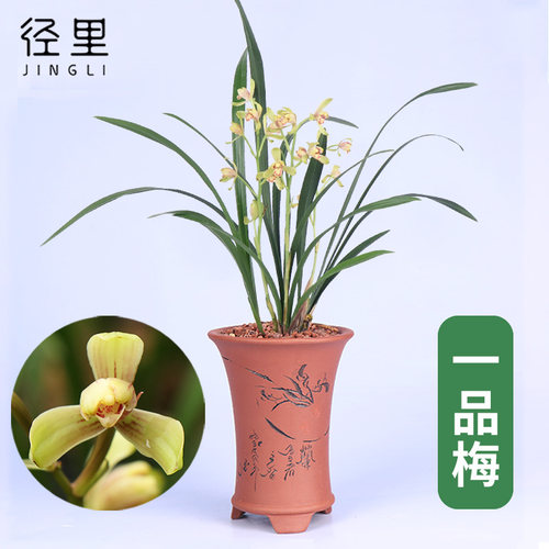 兰花客厅办公室盆栽一品梅