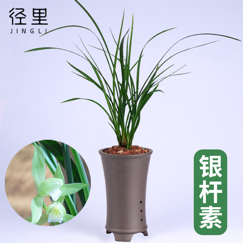 兰花苗银杆素春剑素心易养活易来芽室内客厅阳台盆栽花卉绿植好养