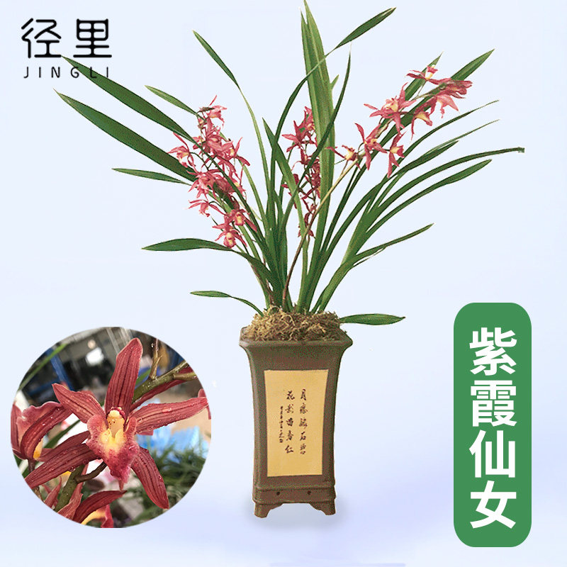 兰花苗 建兰四季兰 紫霞仙女 兰花 浓香红花绿植物花卉盆栽好养