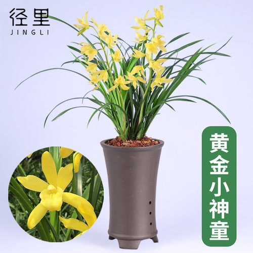 绿植客厅办公室盆栽兰花苗