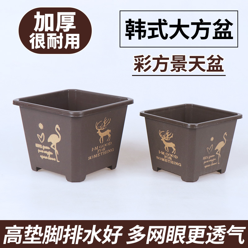 盆景天小方塑料印花绿植育苗