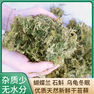 种植干苔藓石斛营养土兰花苗