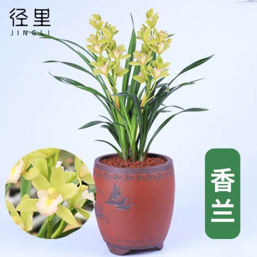 绿植清香型客厅办公室盆栽兰花苗