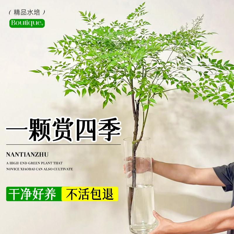 南天竹水培植物真树苗盆栽客厅好水养火焰南天竹绿植带根老桩盆景