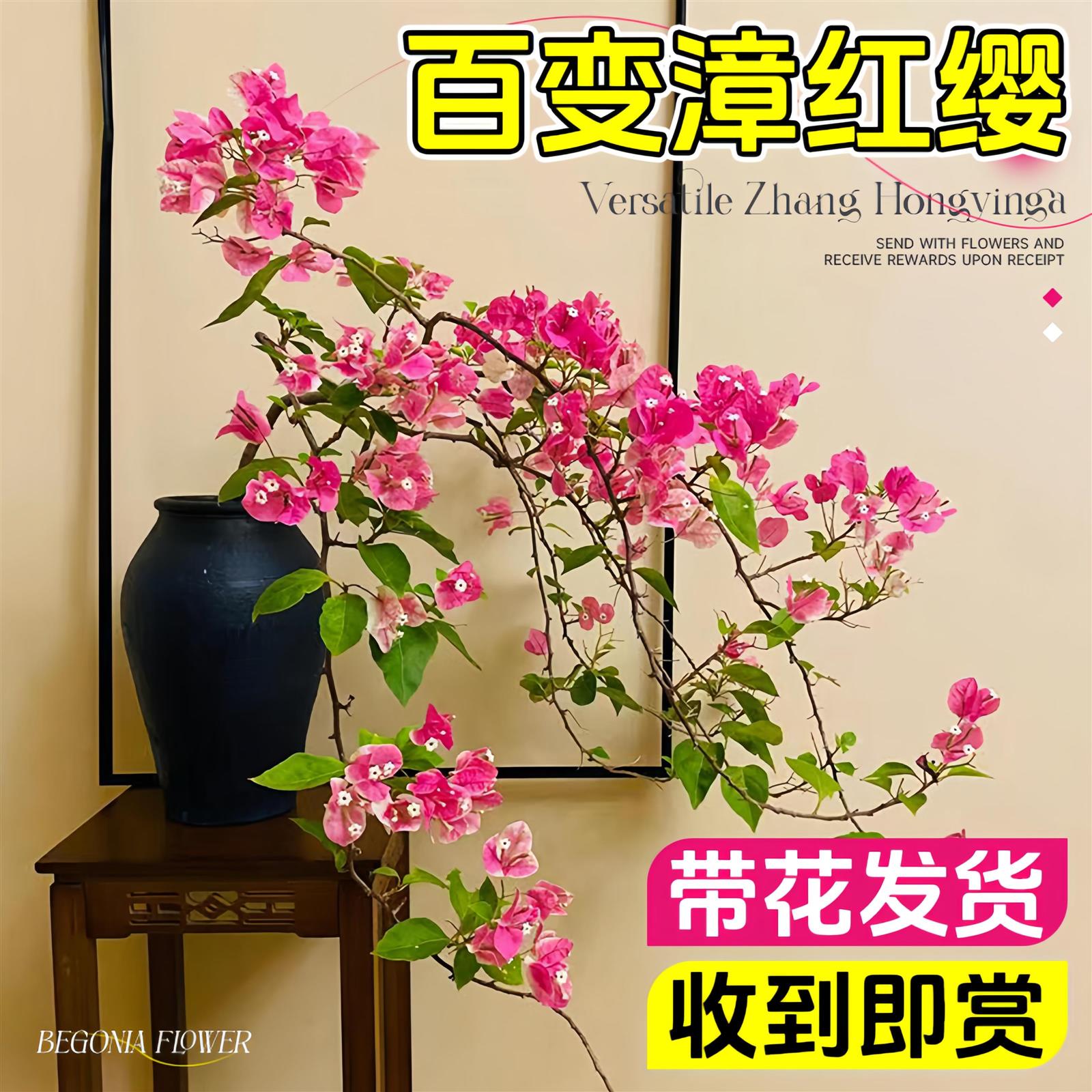 漳红樱三角梅盆栽带花苞发货老桩重瓣四季开花卉耐寒耐冻室外绿樱