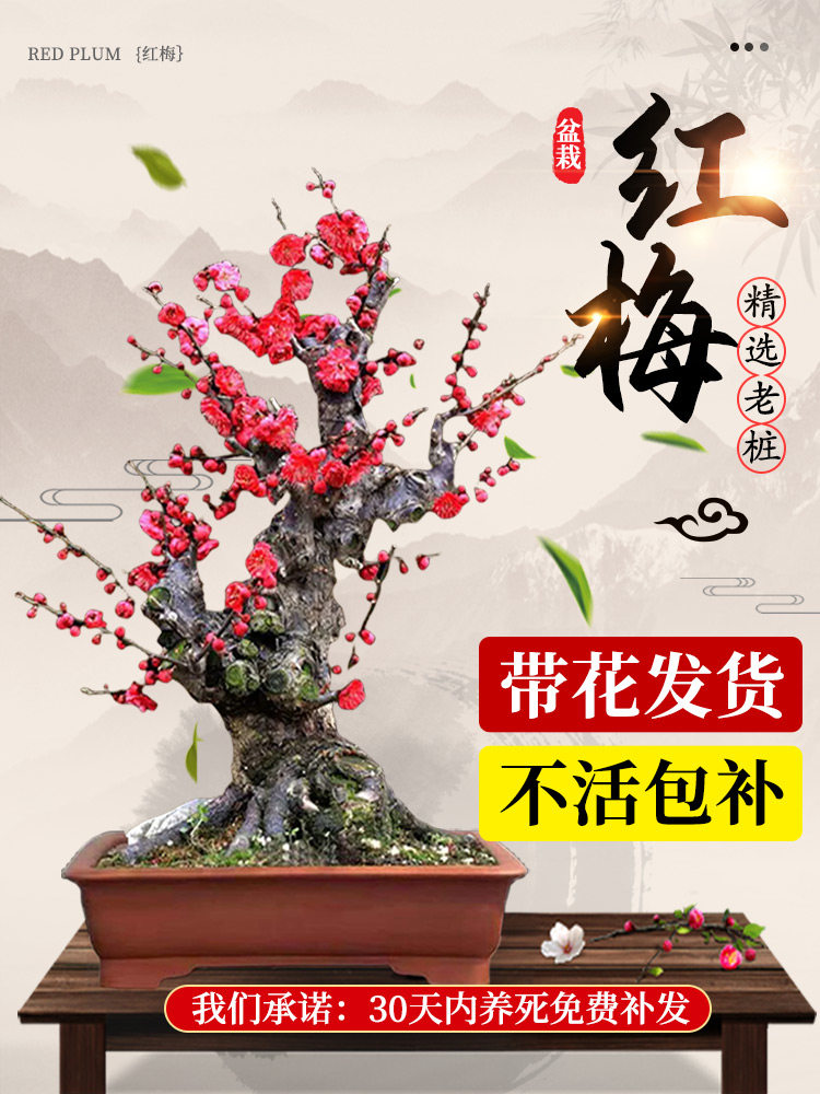 原生红梅花盆栽树苗老桩盆景阳台庭院绿植物浓香花卉耐寒四季腊梅