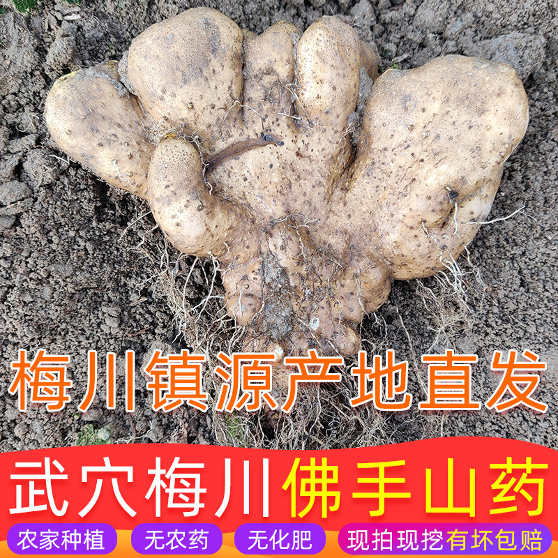 八里崖武穴佛手山药梅川百元山药