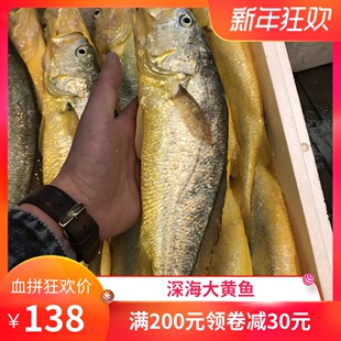 温州特产东海野化深海大黄鱼黄花鱼新鲜鲜活黄鱼一条750克