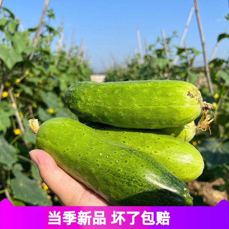 48小时发货随州本地小青黄瓜老品种精选水果黄瓜五斤顺丰包邮