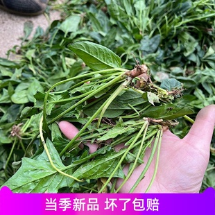 随州本地老品种土菠菜48小时发货3斤农村土菠菜包邮