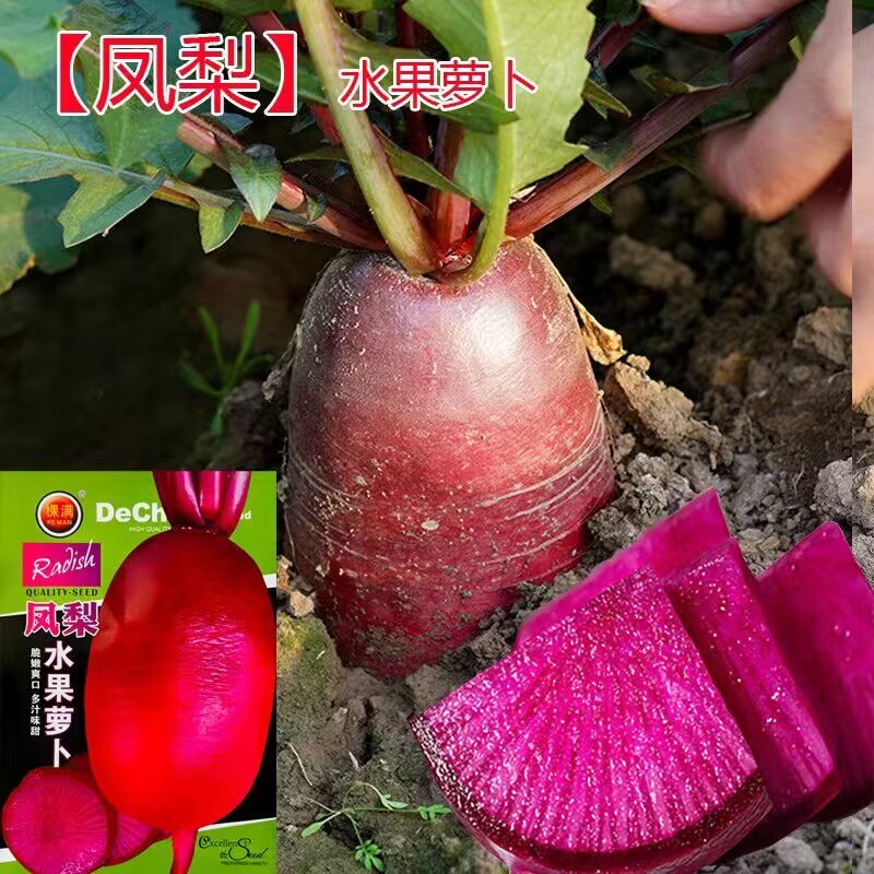 高端凤梨水果萝卜种子红皮红肉种籽四季甜脆蔬菜种子紫美人红萝卜