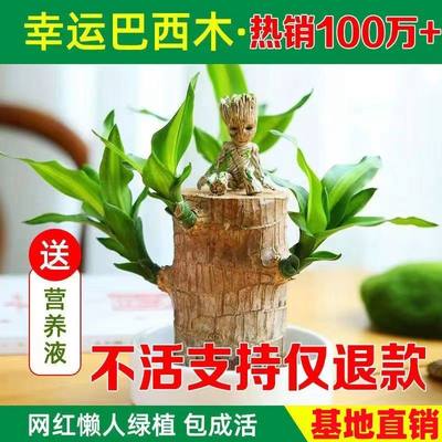 水培巴西木开花专用植物桌面水养格鲁特幸运室内好养懒人绿植盆栽