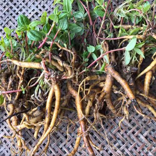 云南新鲜雾水葛根全草包邮天然全株糯米藤捆仙绳 咄脓膏 粘榔